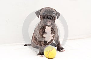 Staffordshire terrier two-month puppy dog with tennis ball. Young puppy dog sitting on white blanket. Puppy dog looking at camera