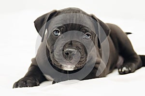 Staffordshire terrier two-month puppy dog. Young puppy dog lying on white blanket. Puppy dog looking with puppy dog eyes. Two