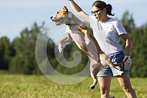 Staffordshire Terrier on a walk in the field on a sunny summer day