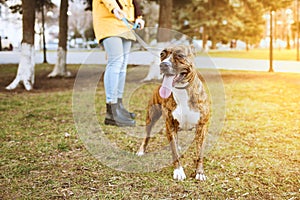 Staffordshire terrier for a walk in the park. Behind is a girl holding a dog on a leash