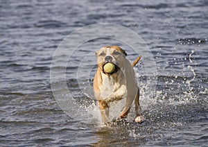 Staffordshire terrier in the water