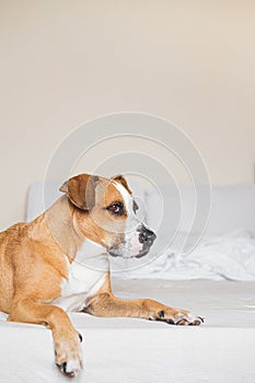 Staffordshire terrier on a white clean bed.