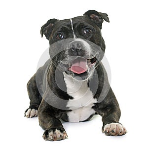 Stafforshire bull terrier