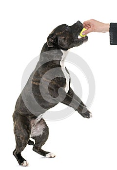 Stafforshire bull terrier and ball