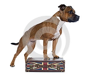 Stafforshire bull terrier and box