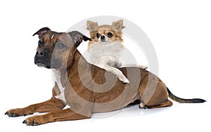 Stafforshire bull terrier and chihuahua