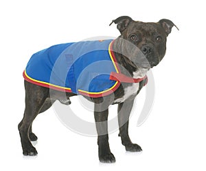 Stafforshire bull terrier and coat