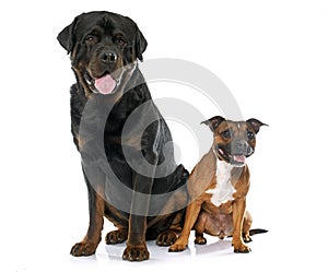 Stafforshire bull terrier and rottweiler