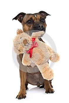 Stafforshire bull terrier and teddy