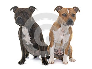 Stafforshire bull terriers