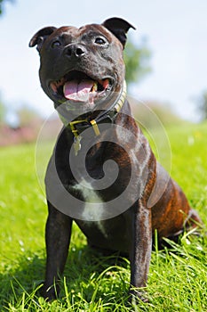 Staffy dog