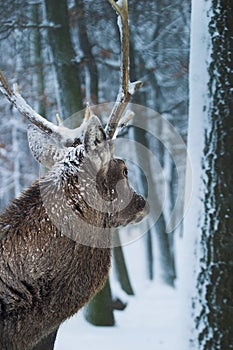 Stag 1. photo