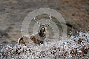 Stag