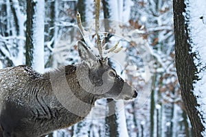 Stag 2. photo