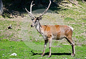 Stag