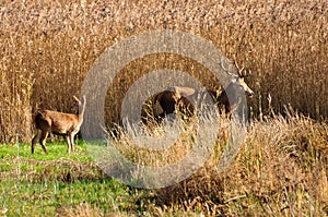 Stag amongst the reeds