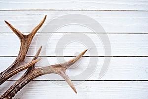 Stag antlers on rustic white timber background