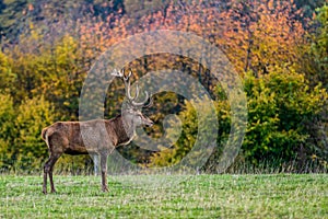 Stag in autumn photo