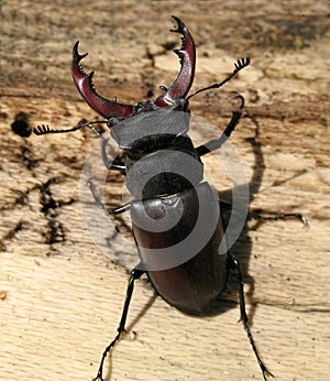 Stag beetle