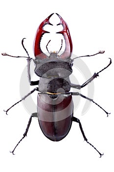 Stag Beetle