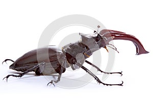 Stag Beetle