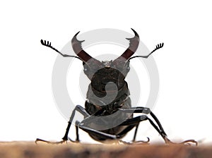 Stag-beetle