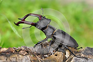 Stag beetle