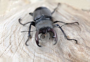 Stag beetle