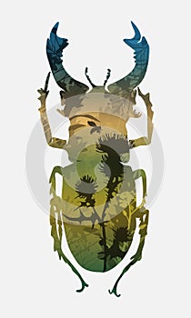 Stag-beetle