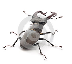 Stag Beetle