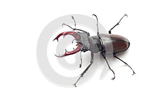 Stag beetle