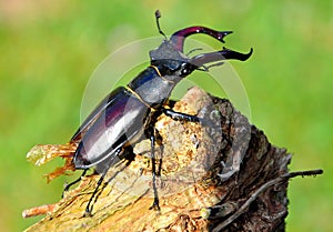 Stag Beetle