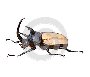 Stag beetle