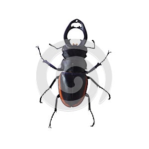 Stag beetle