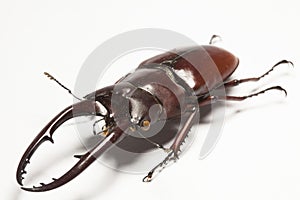 Stag beetle