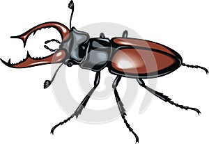 Stag beetle