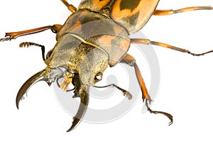 Stag Beetle