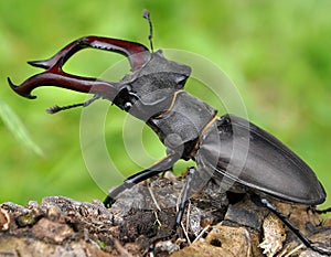 Stag beetle