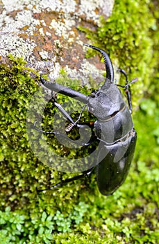 Stag Beetle