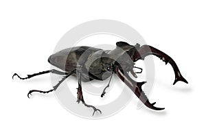 Stag-beetle