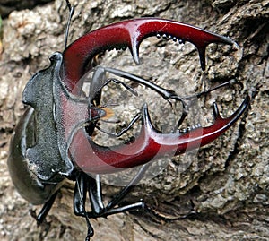 Stag beetle