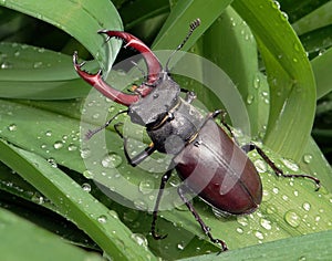 Stag beetle