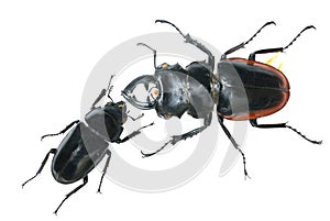 stag beetle
