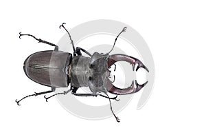 Stag beetle big bug Lucanus cervus on white background