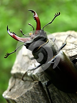 Stag beetle bug