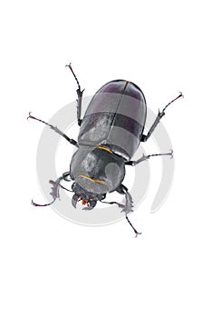 Stag Beetle Bug. Female stag-beetle . Hi resolution studio photo