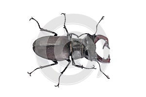 Stag Beetle Bug Insect. Male stag-beetle . Hi resolution studio