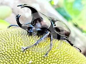 stag beetle buginsect