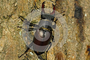 Stag beetle is a common but endangered species found in european forest