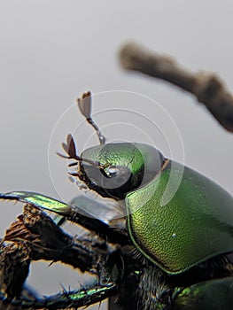 stag beetle Cotinis mutabilis on green leaf